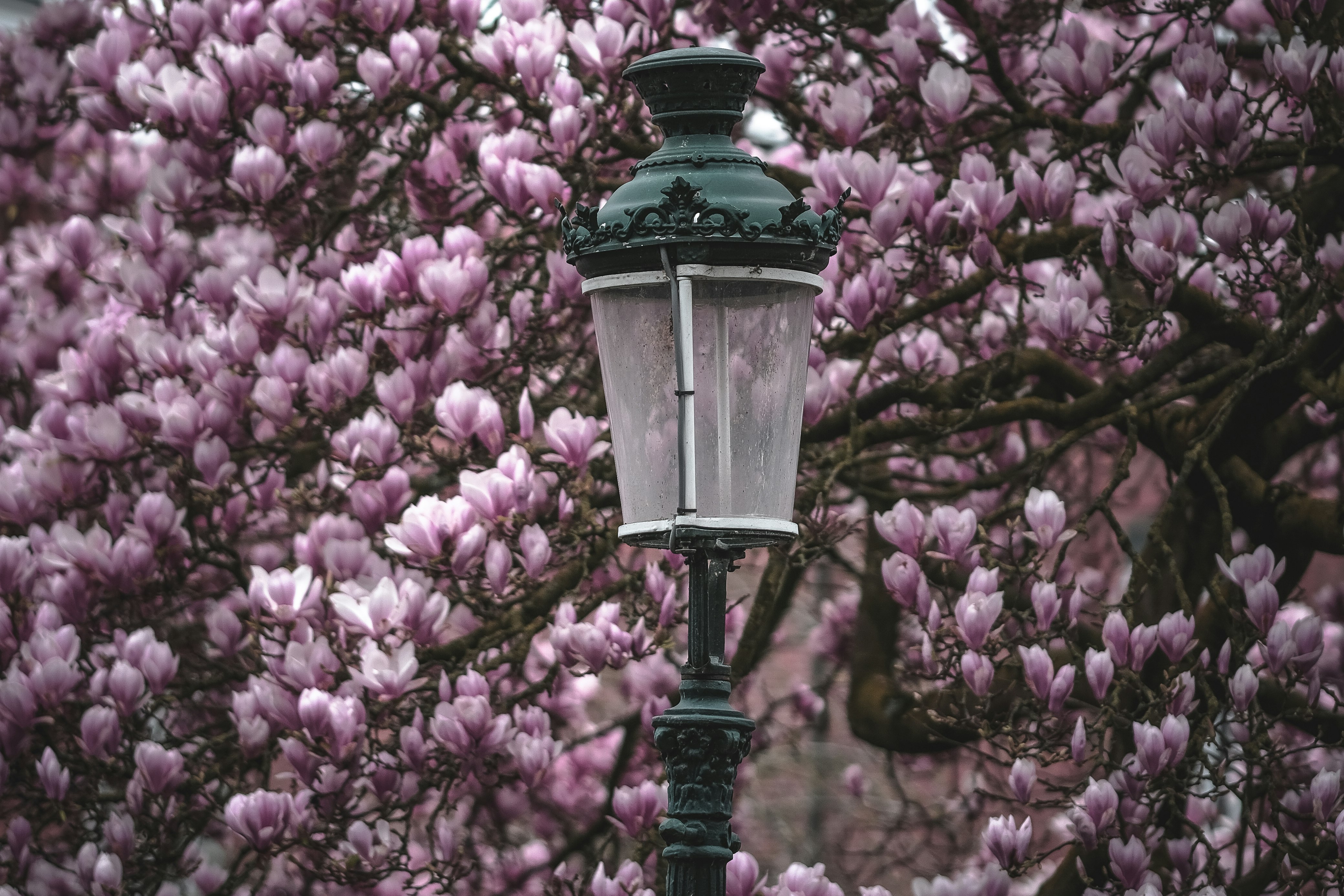 black street lamp